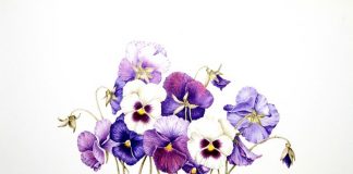 بهار با بنفشهها بهار با بنفشهها