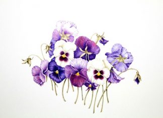 بهار با بنفشهها بهار با بنفشهها