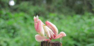 این داستان: خانواده شما و خانواده بنفشگان بنفشهگان