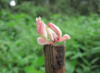 این داستان: خانواده شما و خانواده بنفشگان بنفشهگان